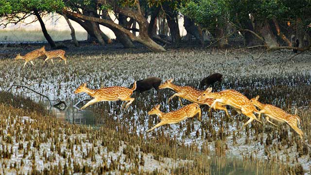 Unesco labels Sundarbans ‘World Heritage in Danger’