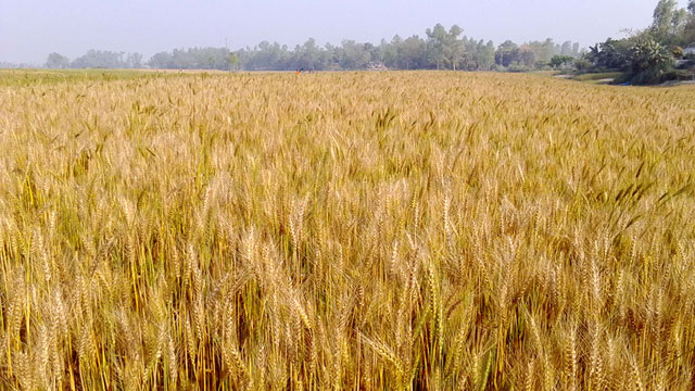 গাইবান্ধার চরাঞ্চলে গমের বাম্পার ফলন