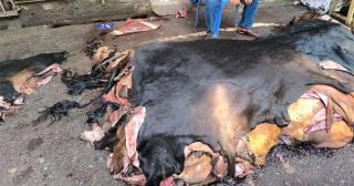 Rawhide market disappoints again as prices fail to cross Tk 1,000 mark