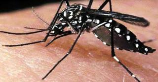 দেশে ২৪ ঘন্টায় ডেঙ্গুতে আক্রান্ত ১০৮ জন