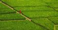 Agriculture sector gets TK 17,000 cr subsidy in proposed national budget