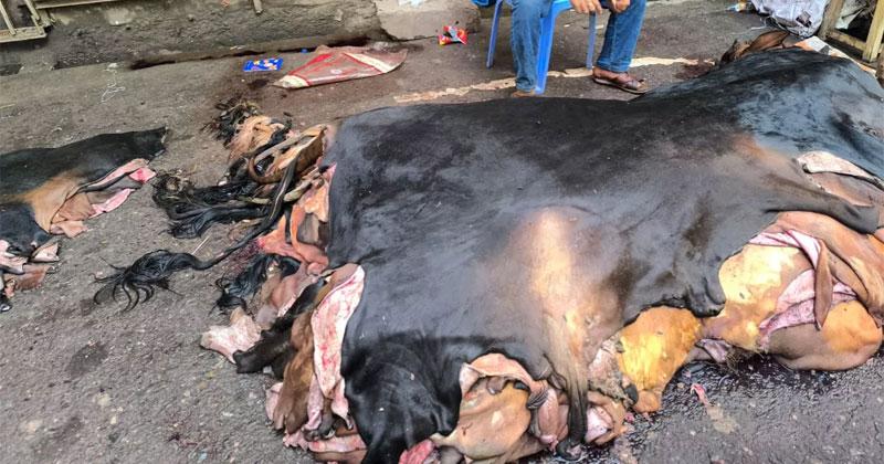 চামড়া নিয়ে এবারও হতাশা, দাম ওঠেনি হাজারও